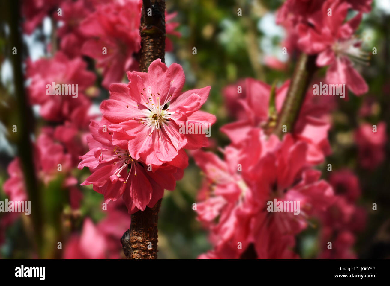 Rosa Sakura (floreale di fiori di ciliegio) in primavera Foto Stock