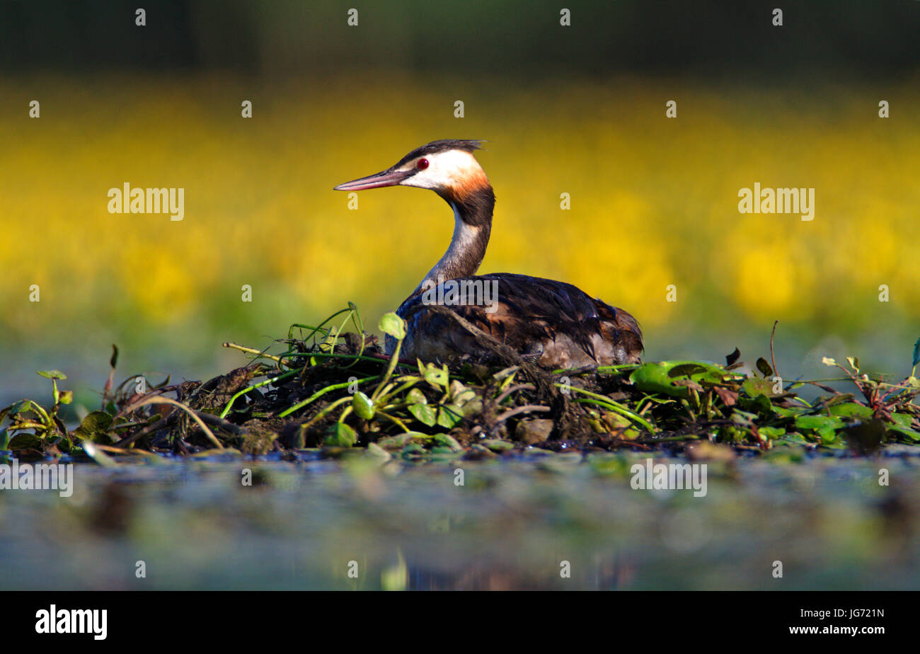 Crna Mlaka Foto Stock