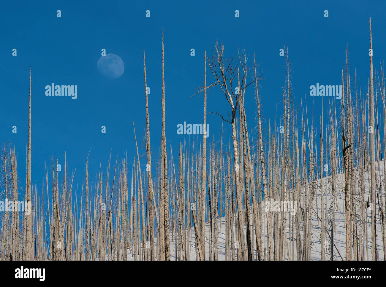 Gli alberi morti, Luna, il Parco Nazionale di Yellowstone, Wyoming USA Foto Stock