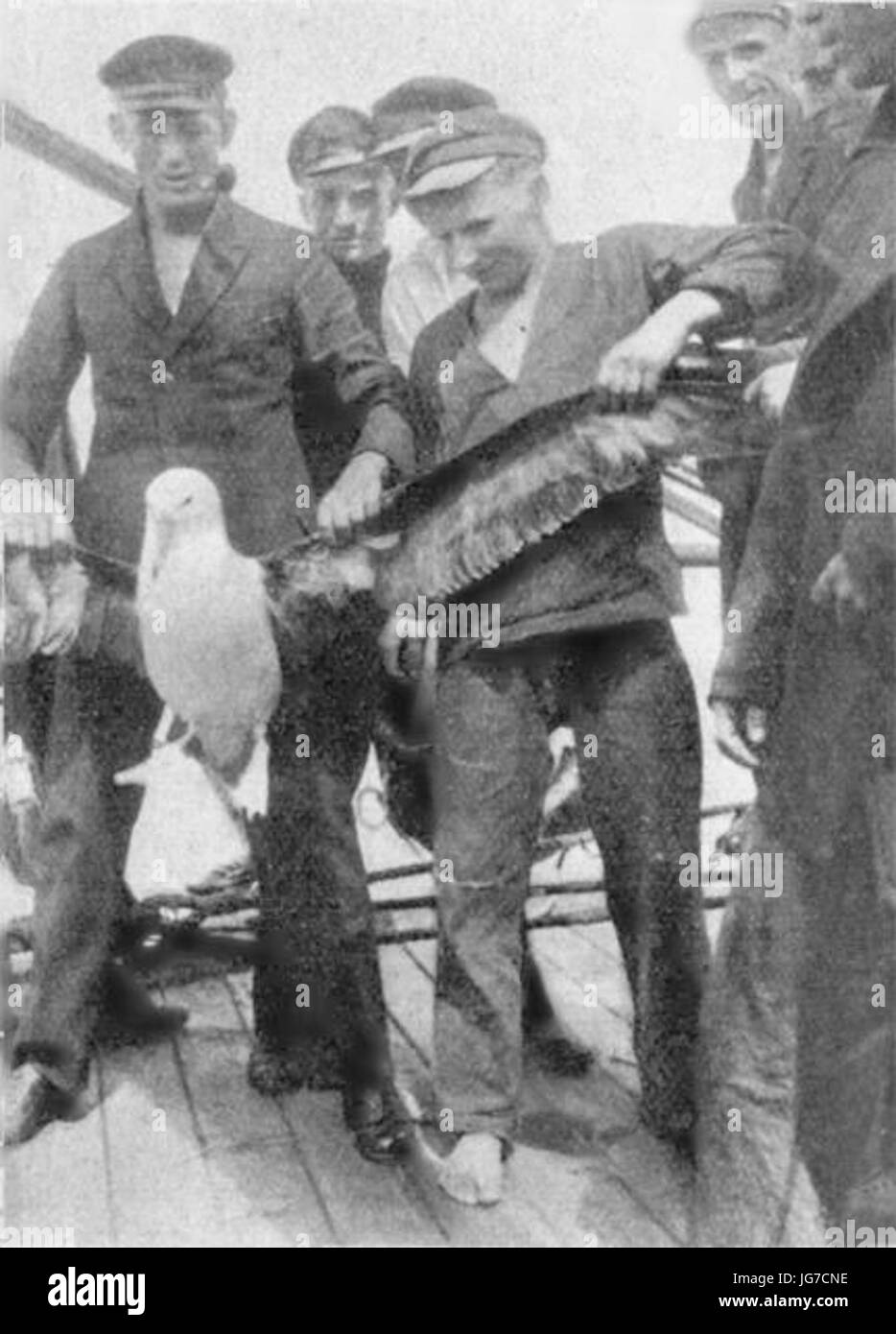 STS Lwów-obraczkowanie albatrosa Foto Stock