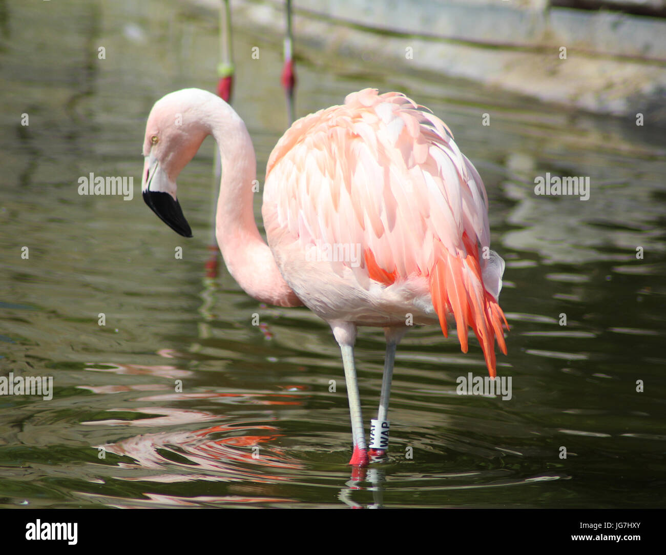 Flamingo cileni Foto Stock