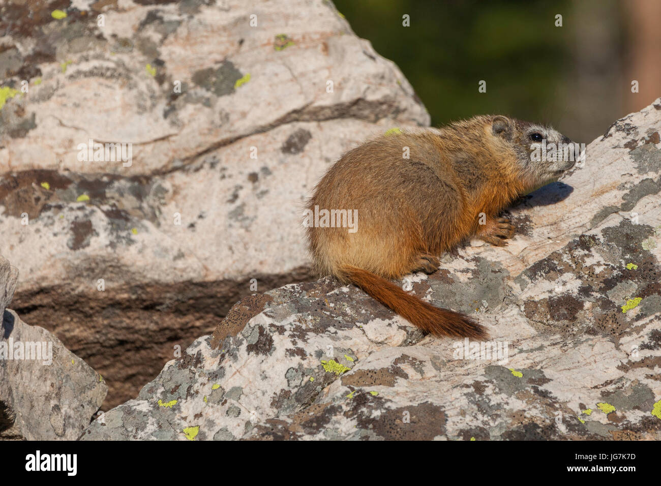 La marmotta, Uinta Mountains, Utah Foto Stock