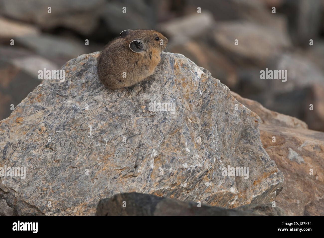 Pika, Montagne Wasatch, Utah Foto Stock