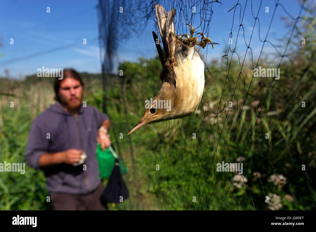 Inanellamento degli uccelli nel CRNA Mlaka Foto Stock