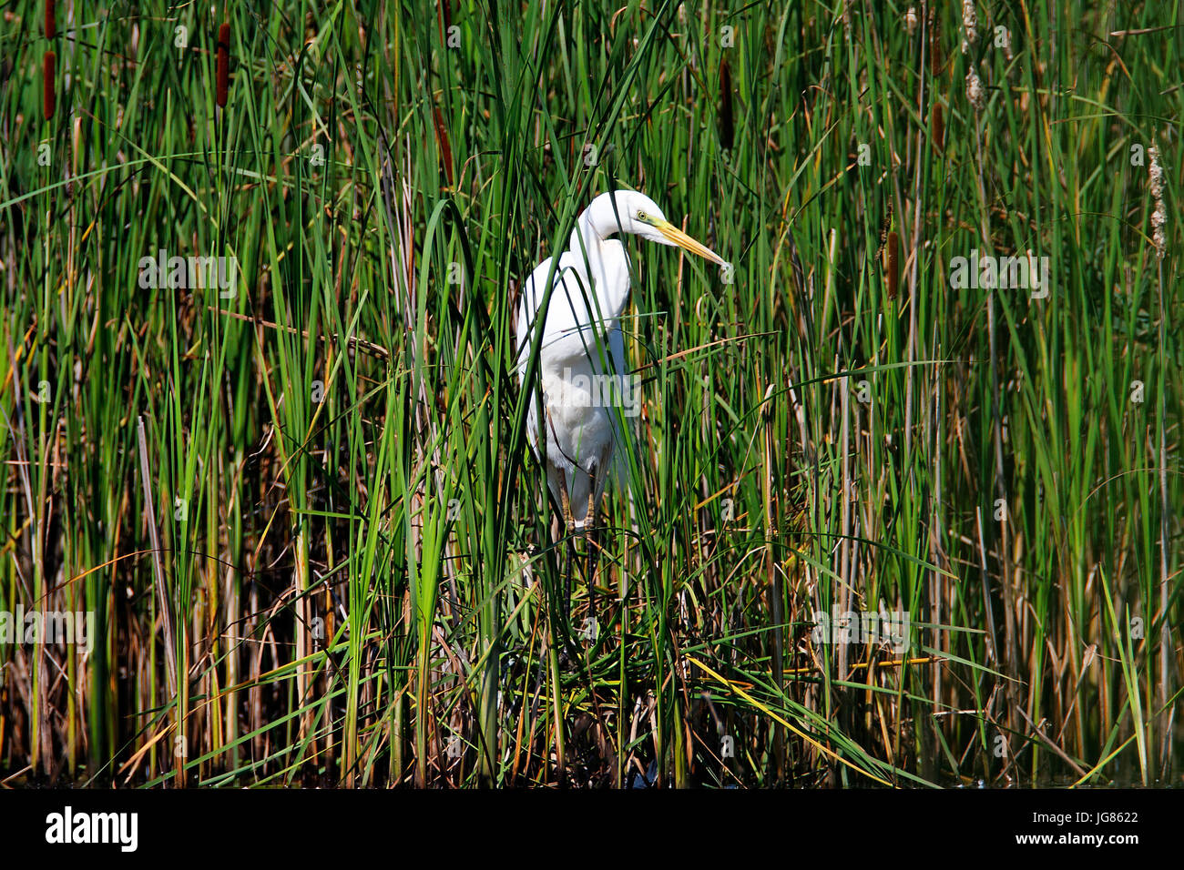 L'airone bianco maggiore da Crna Mlaka Foto Stock