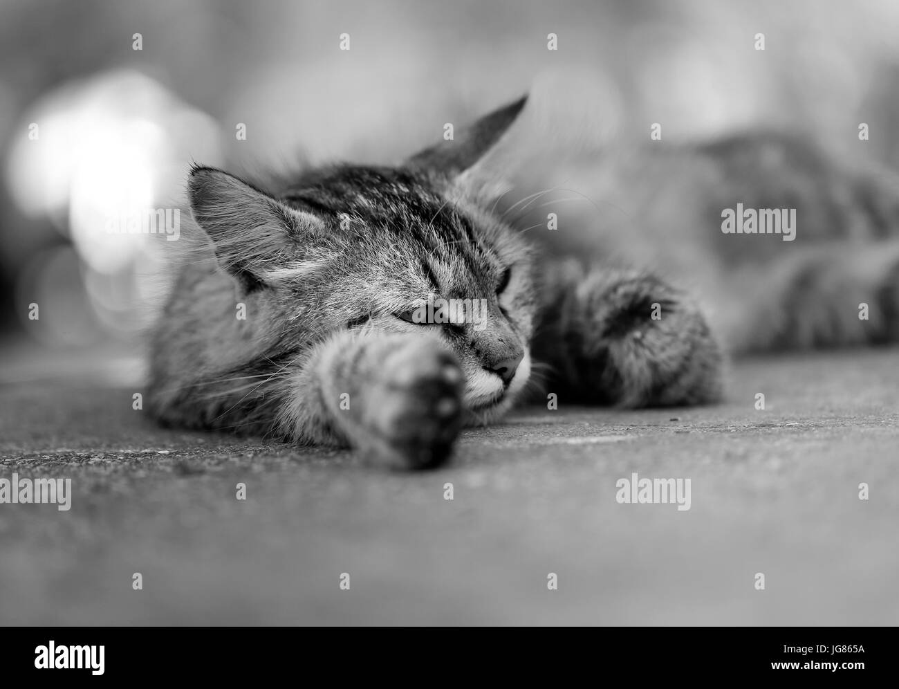 Grigio bellissimo gatto sdraiato a terra Foto Stock