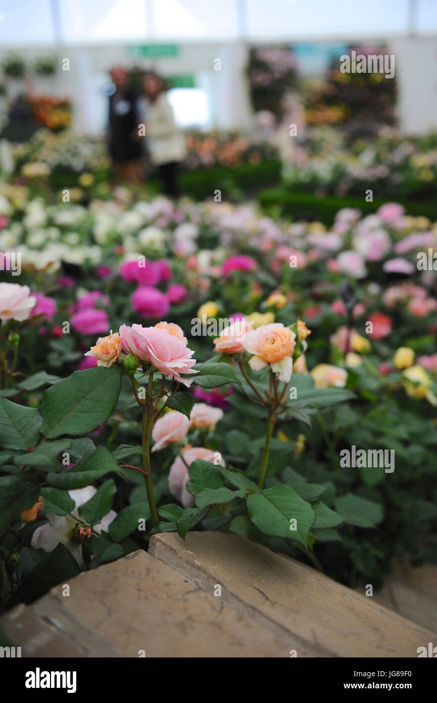 Le rose sul display nel tendone floreali per il giorno di apertura del 2017 RHS Chelsea Flower Show il tendone floreale è 6.750 metri quadrati, sufficientemente grande per montare un FA di calcio. Esso ospita oltre un centinaio di schermi e fino a 1.200 piante provenienti da tutto il Regno Unito e oltre. In aggiunta alla pianta visualizza nel tendone floreali vi sono 21 giardini a tema sul display di quest'anno. I nuovi impianti sono spesso lanciato in occasione della mostra e la popolarità di vecchie varietà rianimato, è in effetti la garden design equivalente di una passerella a una sfilata di moda. Foto Stock