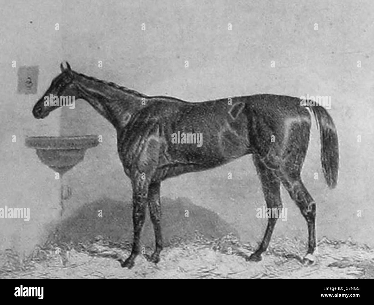 Il cavallo *Virago 28* si riferisce a un modello specifico di carrozza trainata da cavalli, noto per il suo design robusto e l'uso nei trasporti durante il XIX secolo. La carrozza veniva spesso utilizzata sia per viaggi commerciali che personali. Foto Stock