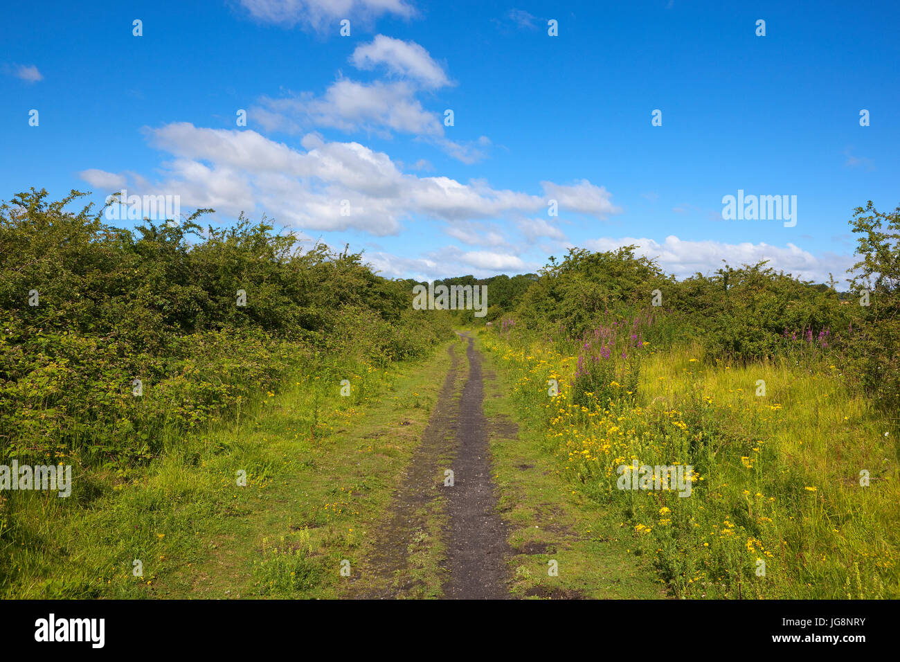 Fiori Selvatici in fiore sulla ex Beverley al mercato ferroviario Weighton via ora utilizzato come un sentiero natura, tra stazione Kiplingcotes Goodmanham e. Foto Stock