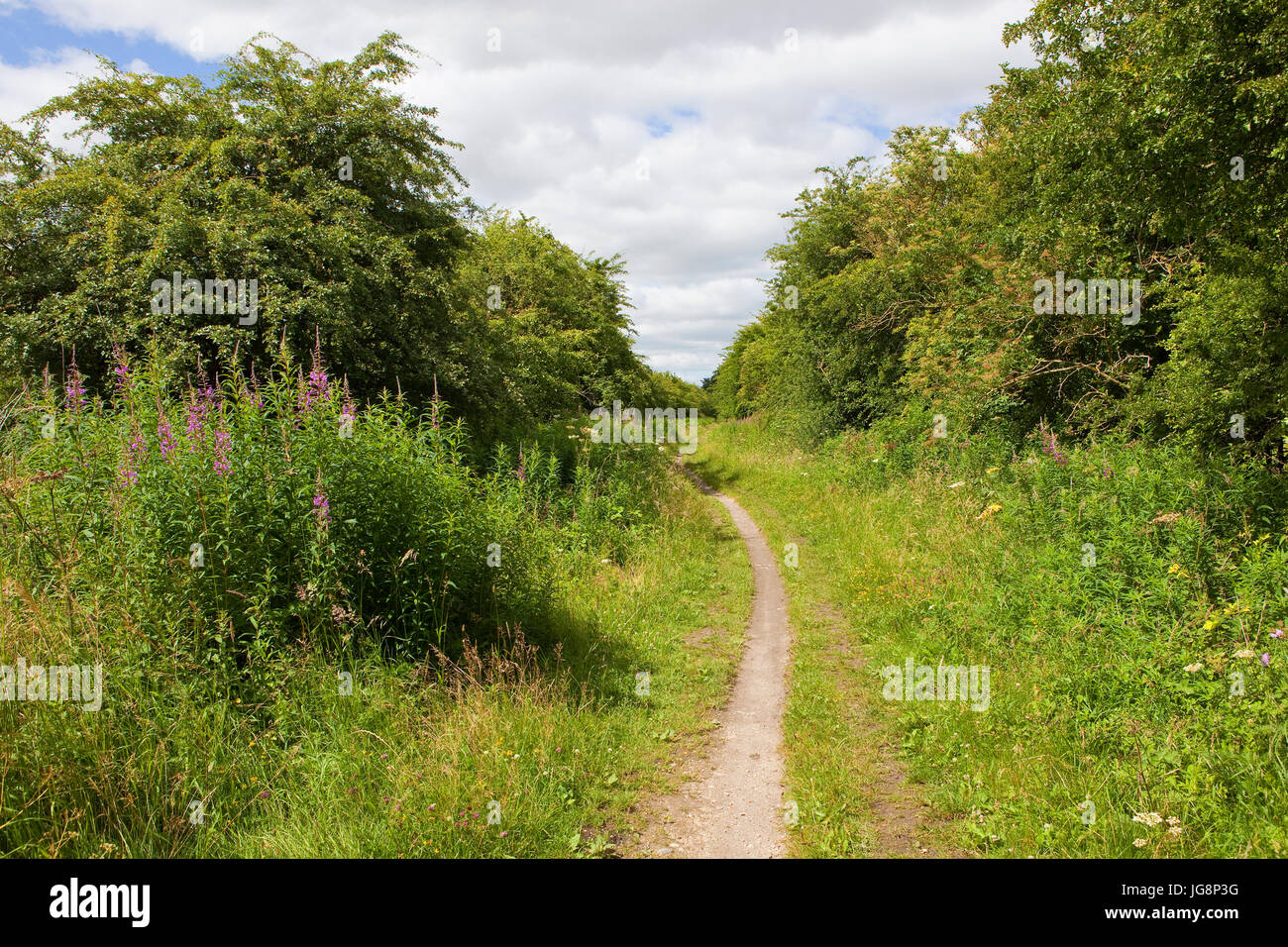 Un abbondanza di fiori selvatici sull'ex Beverley al mercato Weighton linea ferroviaria tra la stazione di Kiplingcotes e Goodmanham in estate. Foto Stock