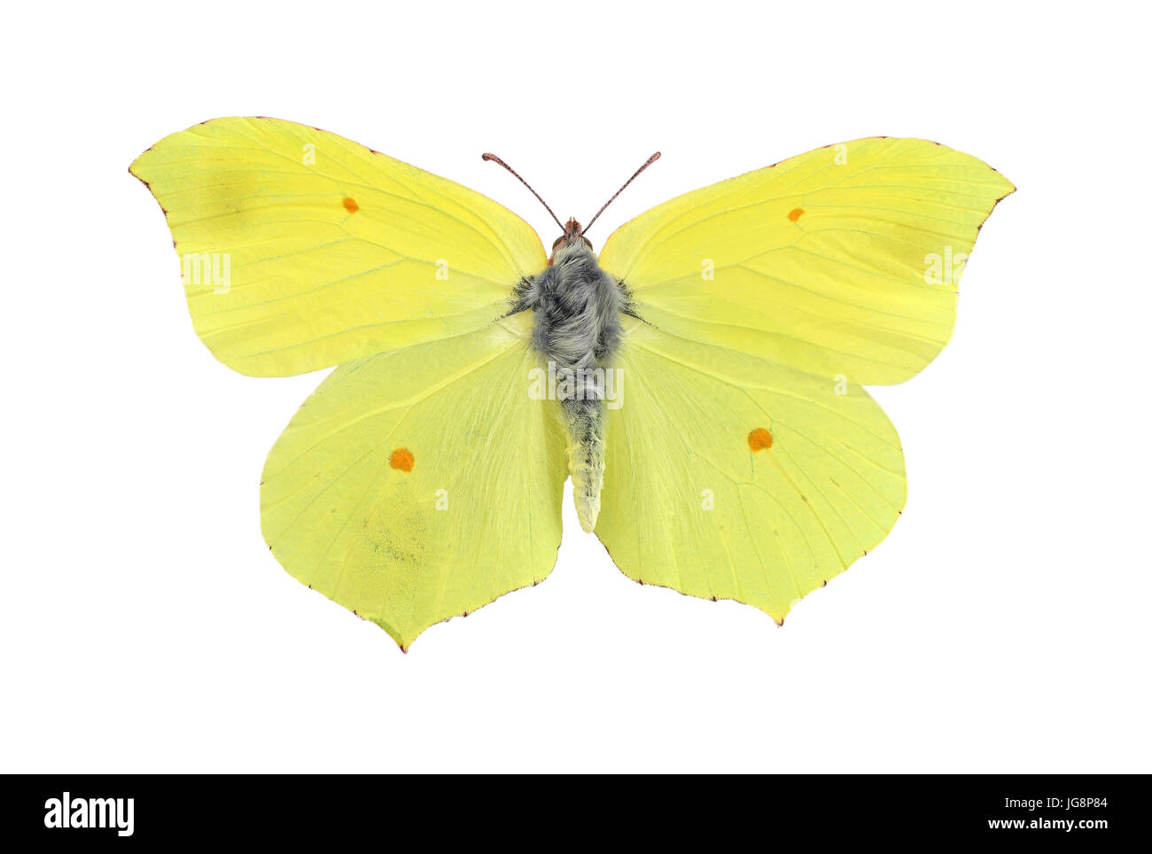 Comune di brimstone butterfly isolati su sfondo bianco Foto Stock