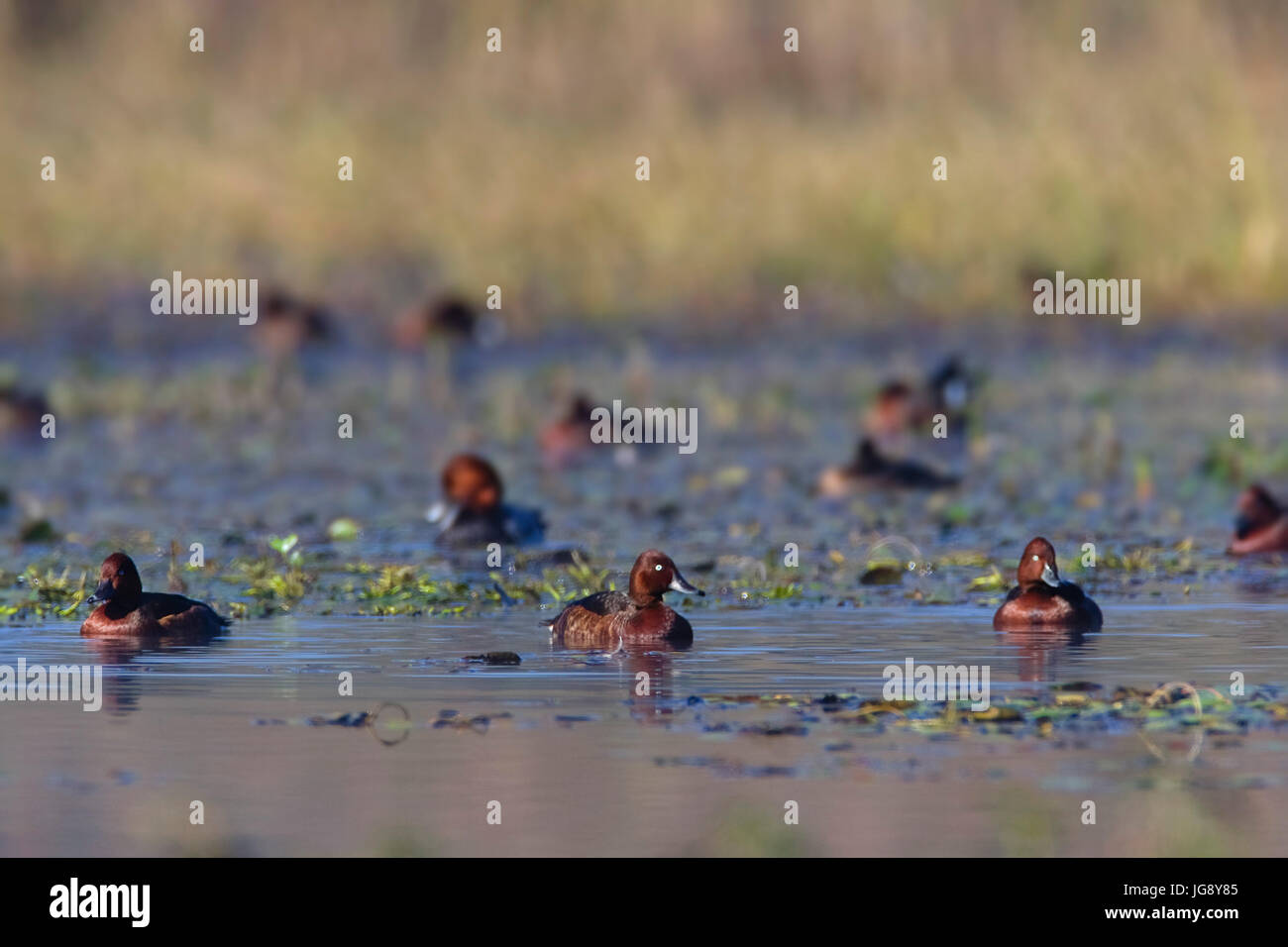 La moretta tabaccata in autunno Crna Mlaka Foto Stock
