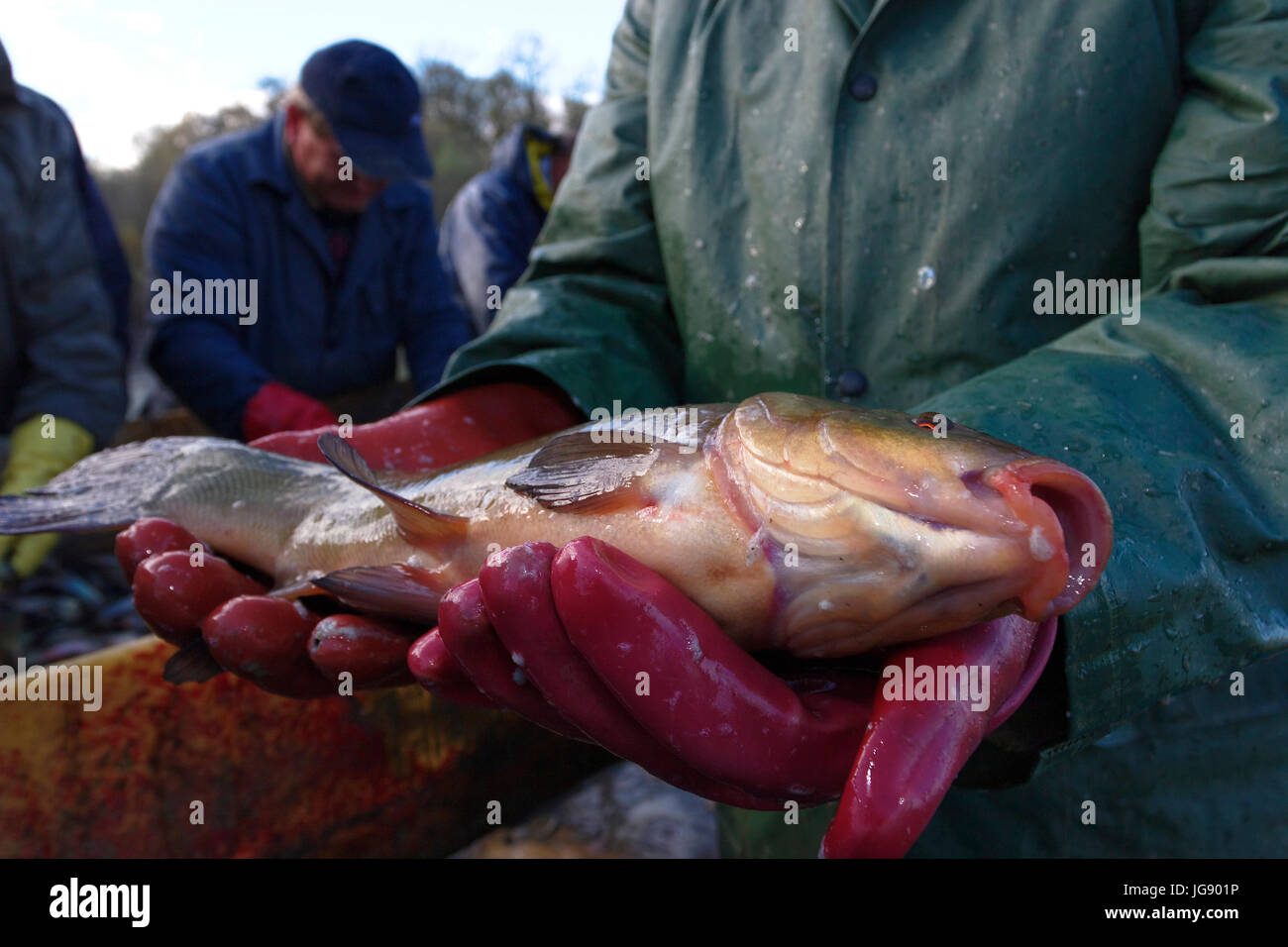 Raccolto di pesce a Crna Mlaka Foto Stock