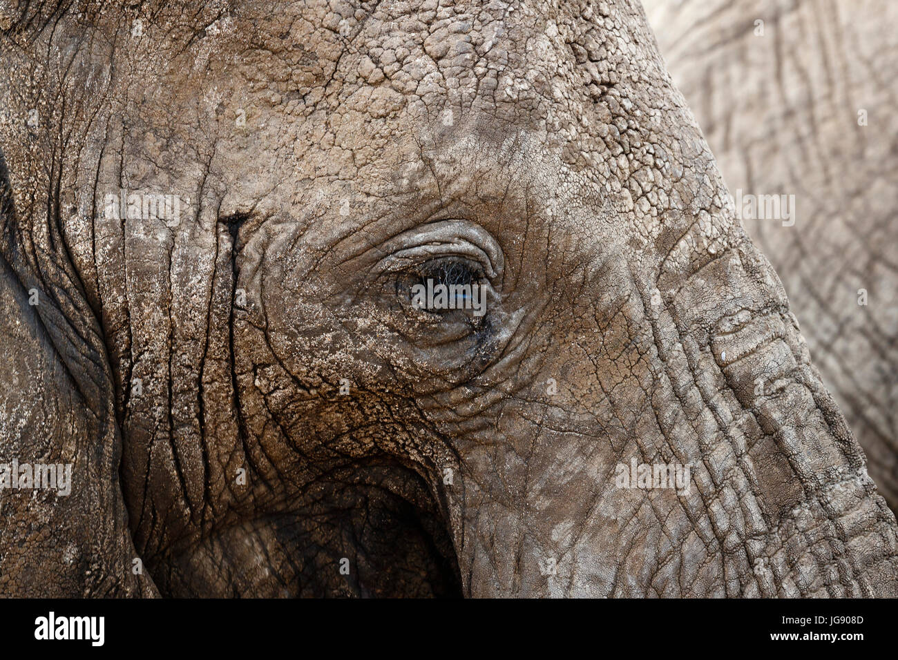 Elefante africano (Loxodonta africana) close up ritratto Tarangire Tanzania Foto Stock