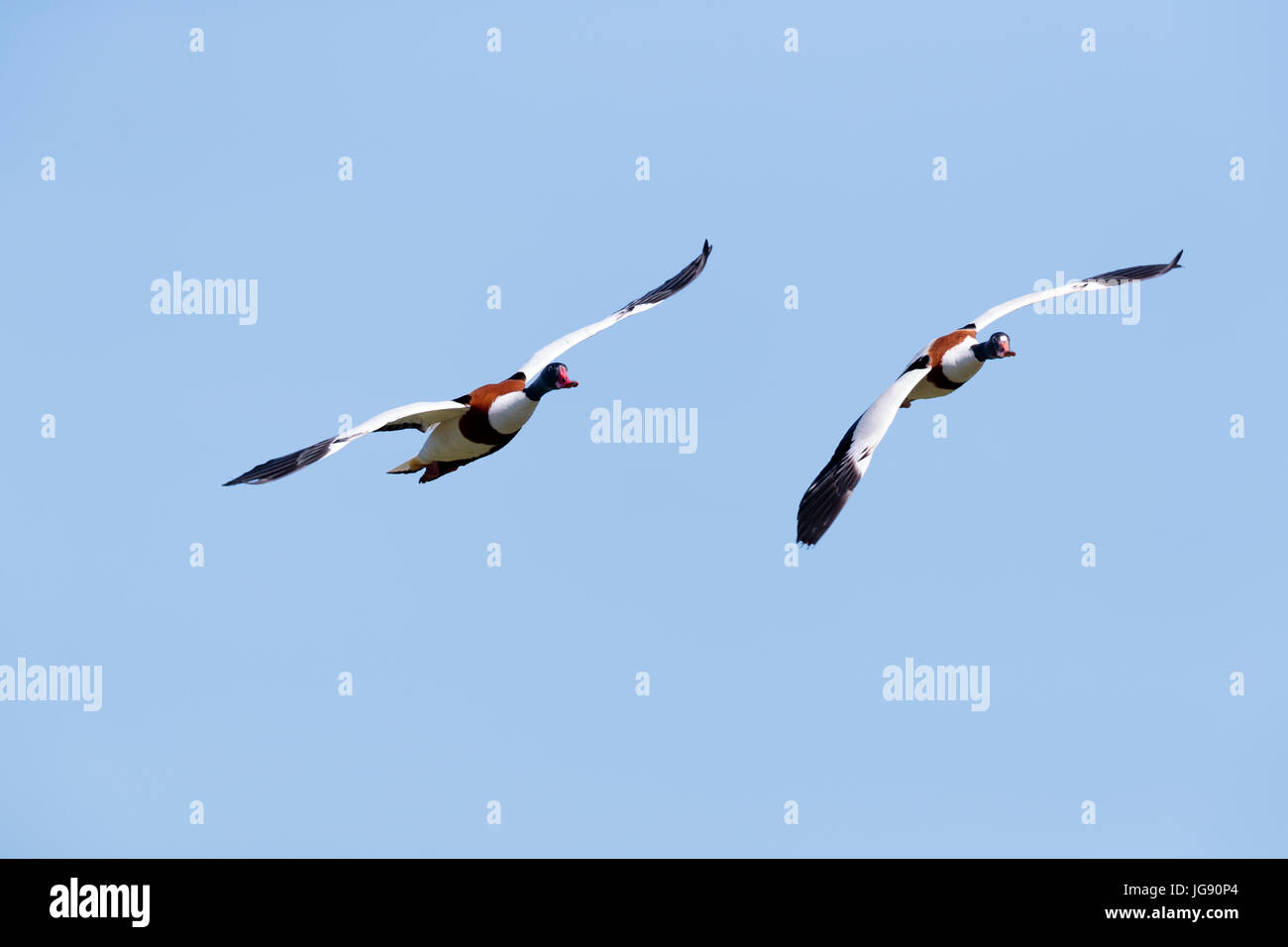 Shellducks in volo su Skokholm Island in Pembrokeshire Wales UK Foto Stock