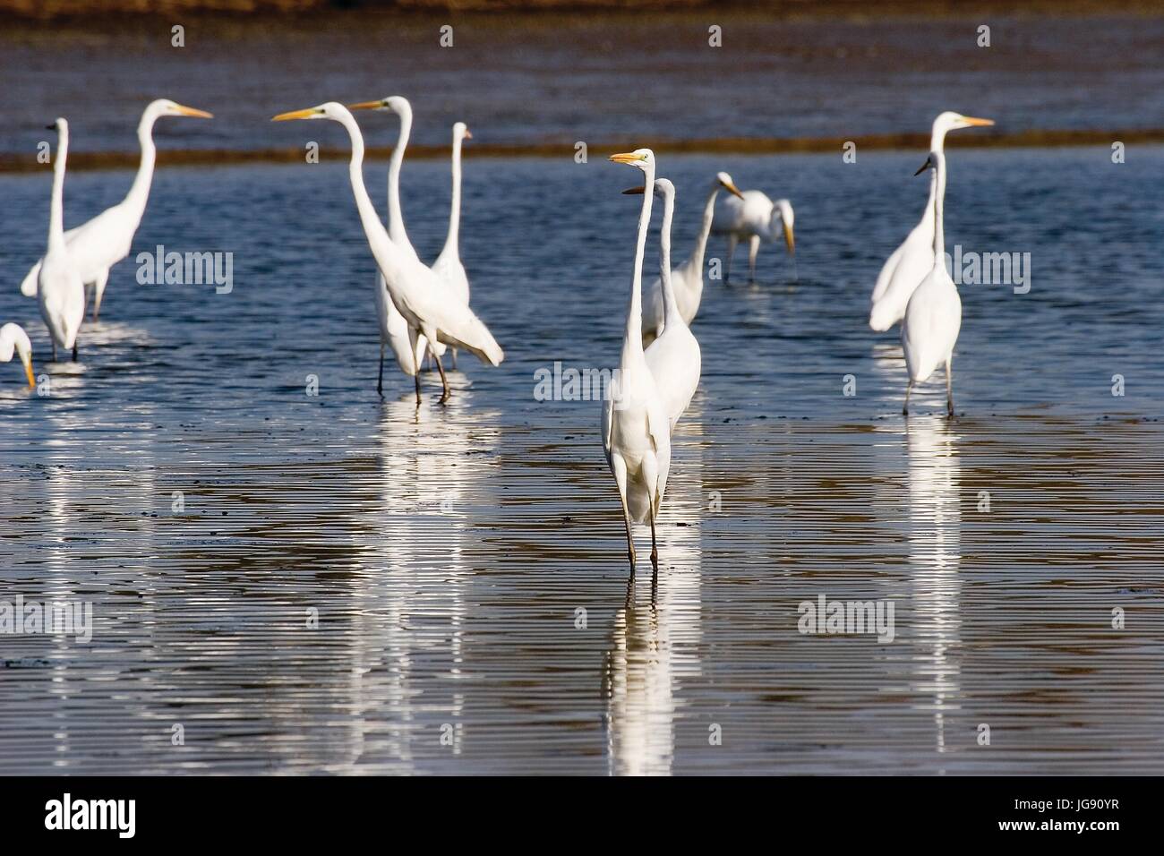 L'airone bianco maggiore da Crna Mlaka Foto Stock