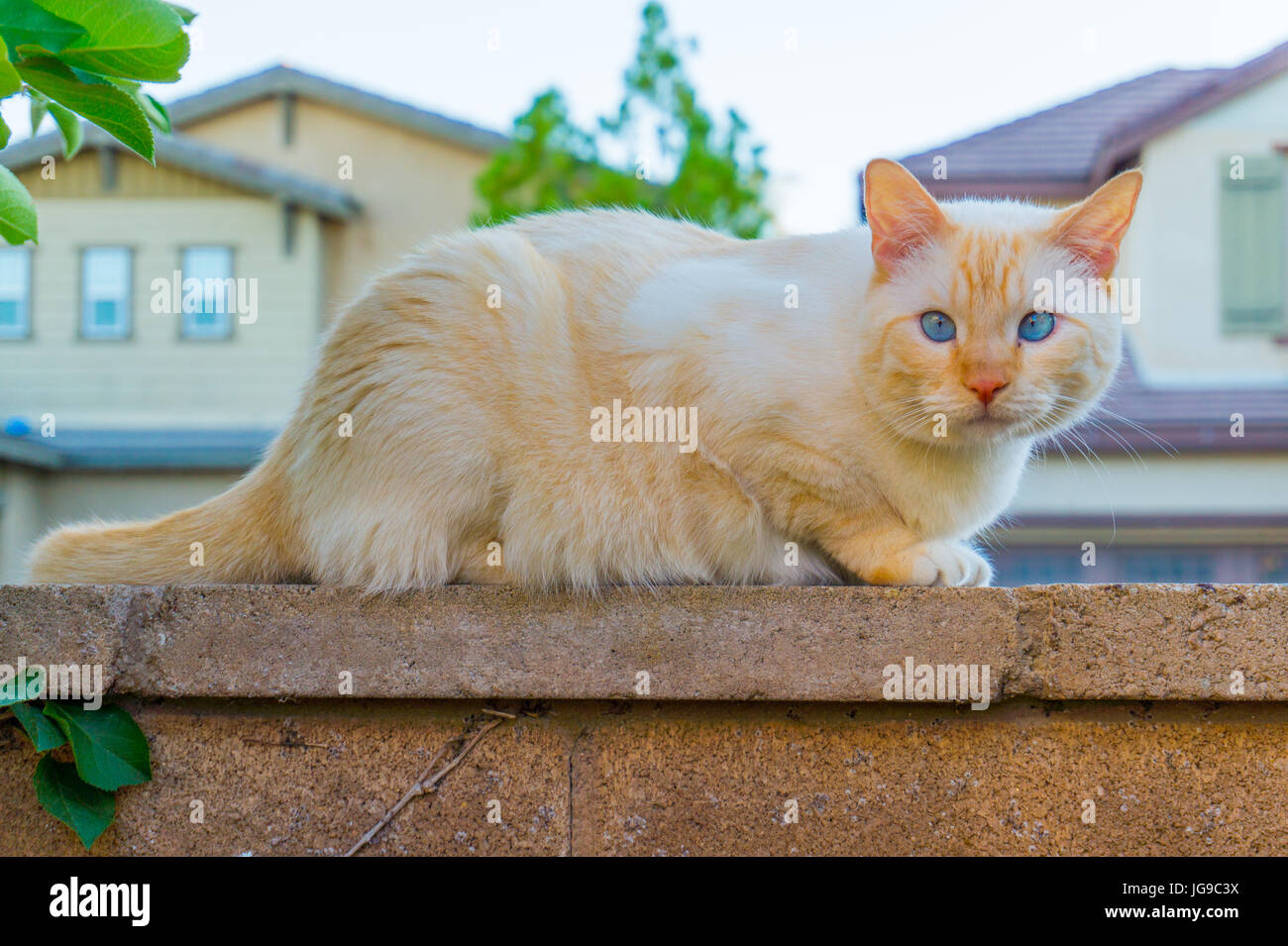 Dagli occhi blu punto di fiamma Cat sulla recinzione Foto Stock