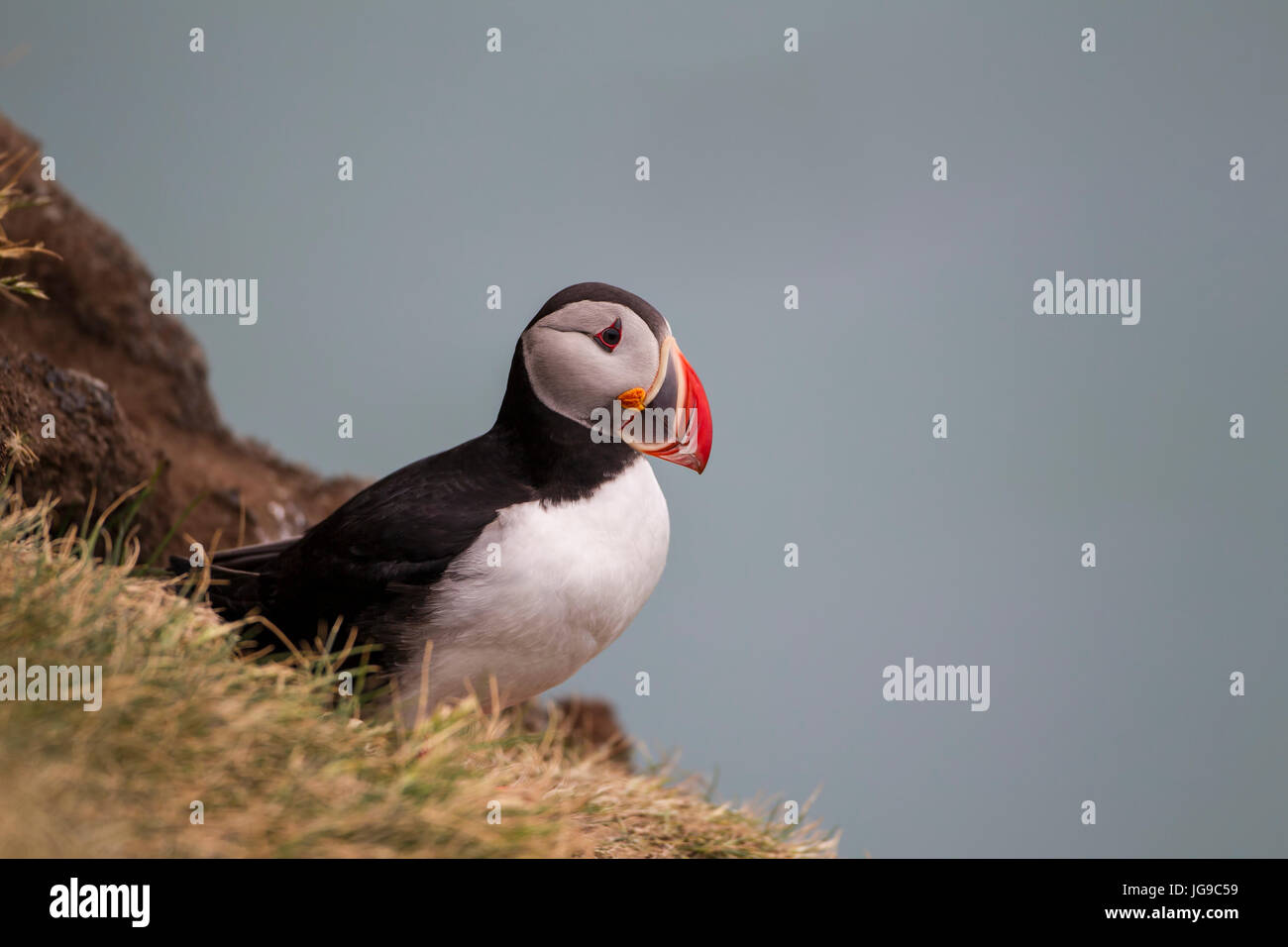 Close up di adulto puffin Fratercula arctica nel piumaggio di allevamento Foto Stock