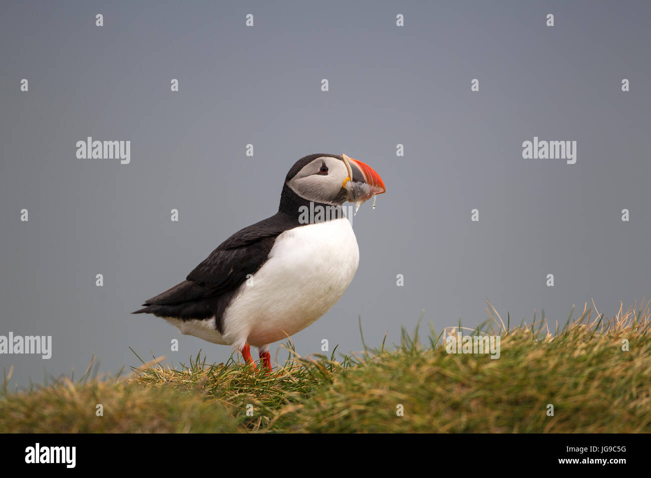 Close up di adulto puffin Fratercula arctica nel piumaggio di allevamento Foto Stock