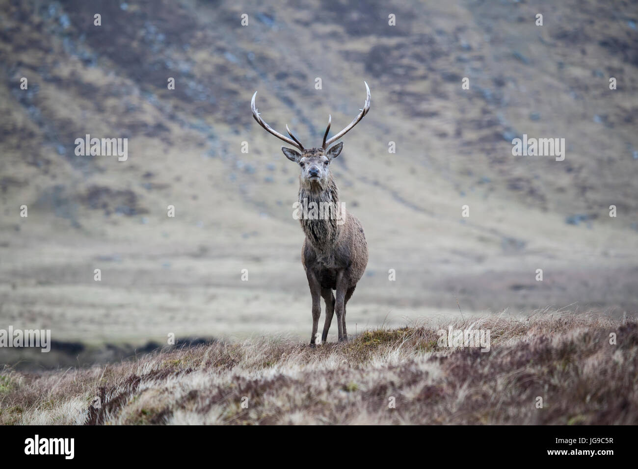 Solo il cervo (Cervus elaphus) in un paesaggio scozzese Foto Stock