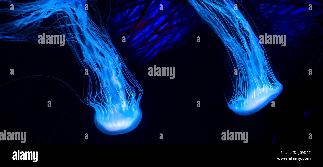 Una coppia di meduse incandescente muoversi con garbo attraverso l'acqua. Foto Stock