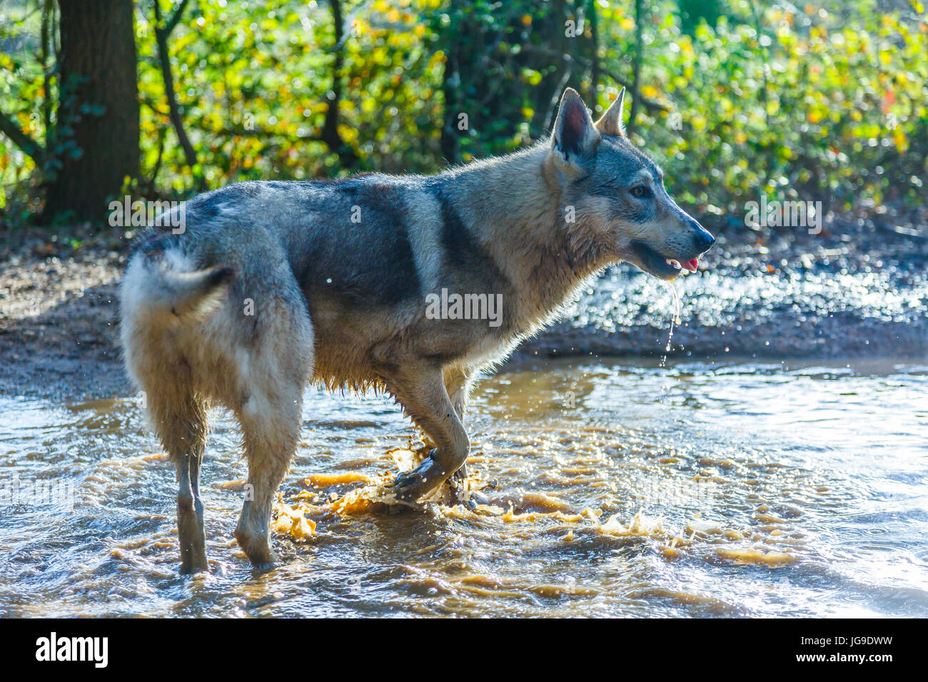 Wolfdog cecoslovacco Foto Stock