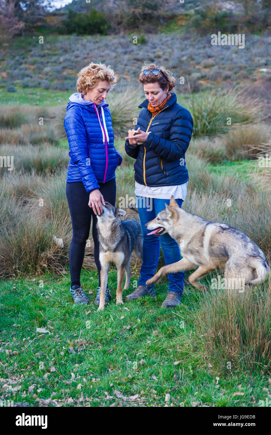 Wolfdogs cecoslovacco e donne Foto Stock