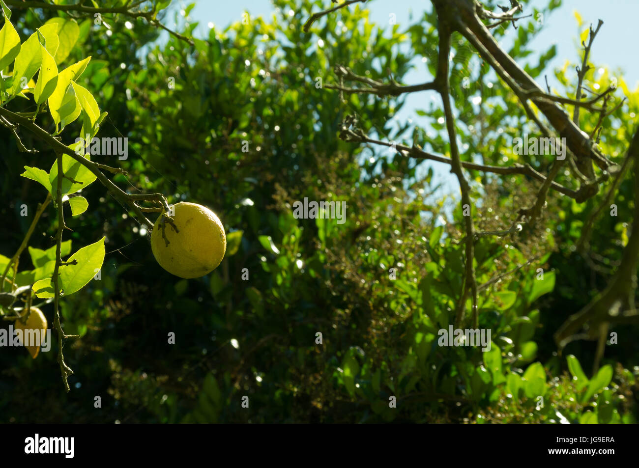 Un limone su un albero di limone Foto Stock