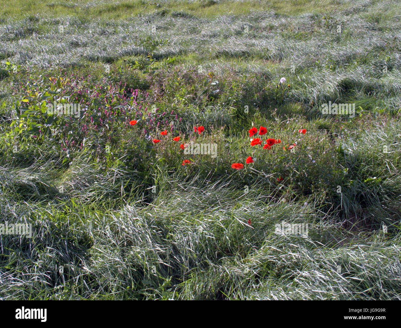Papaveri rossi in un campo di erba verde Foto Stock