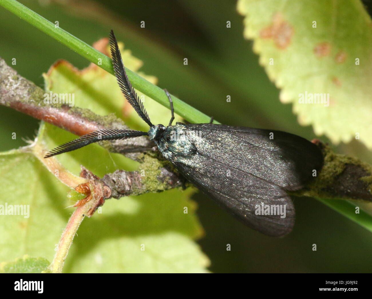 Europei maschili ragadi pruni moth - Zygaenidae - unofficial nome inglese di Prugnolo Aurora Moth Foto Stock