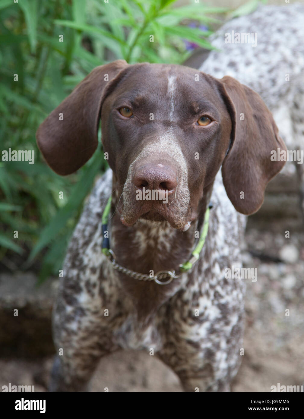 Puntatore offen chiamato il puntatore in inglese è un supporto di grandi dimensioni la razza del cane per la caccia degli uccelli. Foto Stock