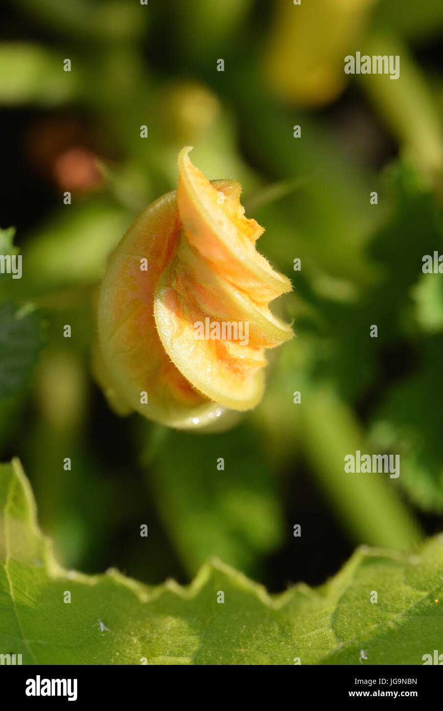 Fiori di zucca Foto Stock