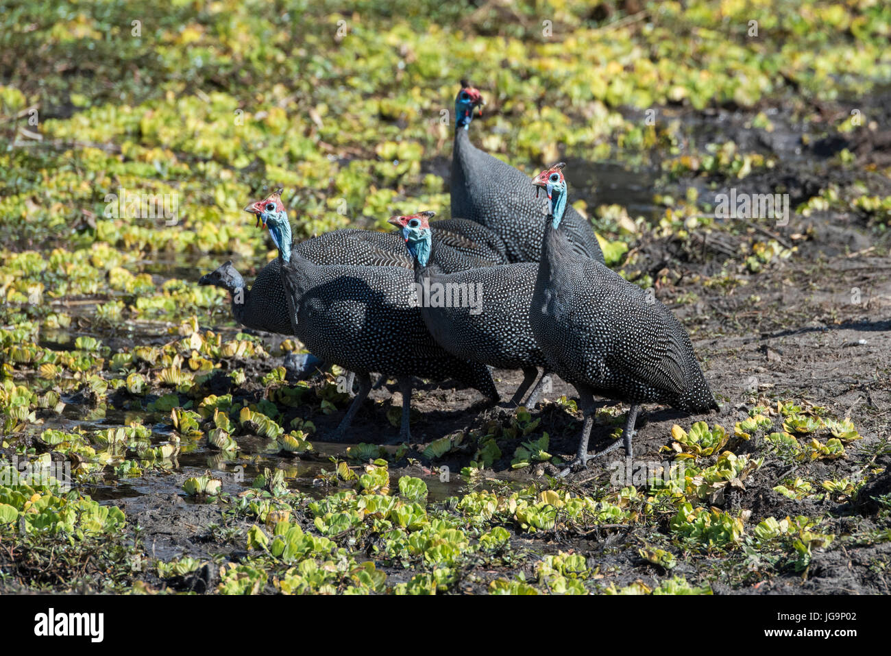 Zambia Sud Luangwa National Park. Helmeted faraone (WILD: Numida meleagris) è il più noto del faraone bird family, Numididae, e Foto Stock