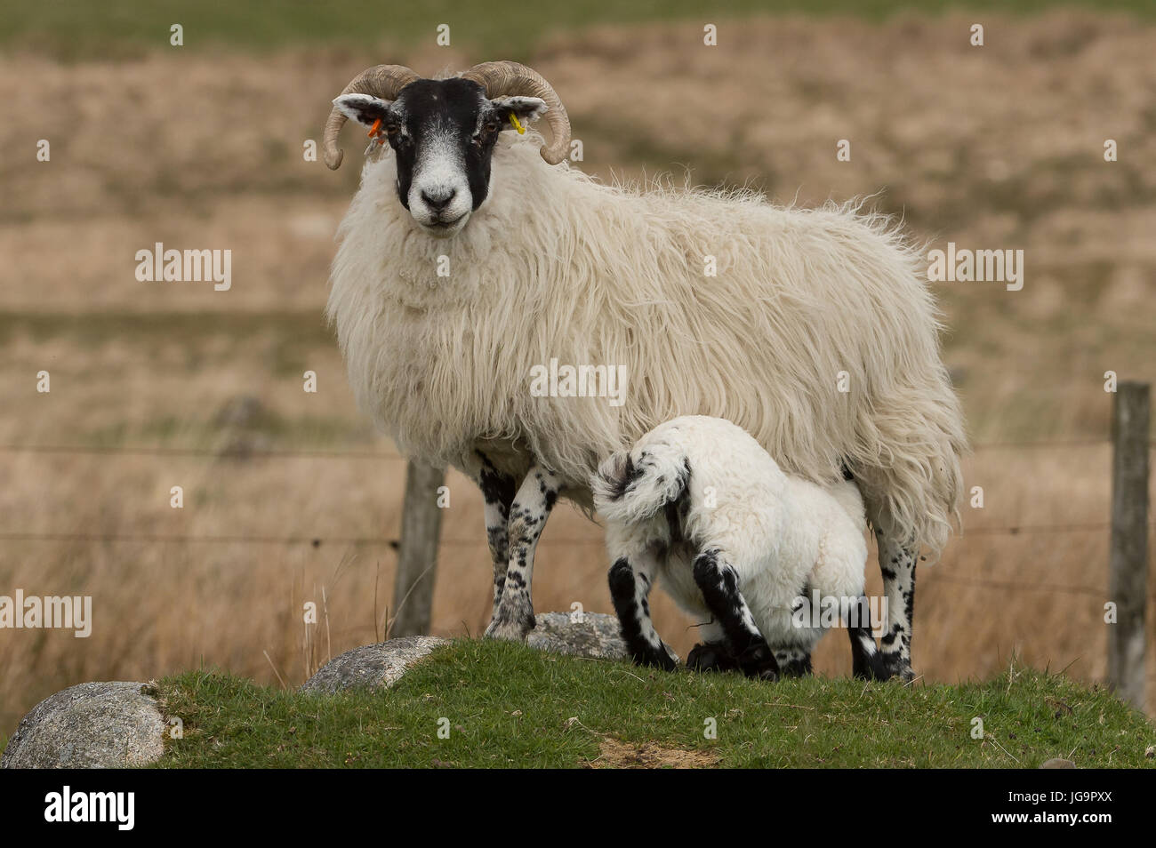 Di fronte nera Pecora con agnello Foto Stock