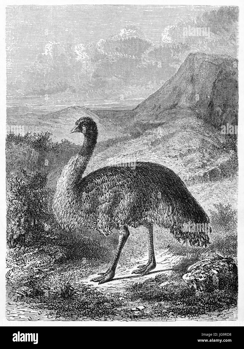 Vecchia illustrazione di emu (Dromaius novaehollandiae). Creato da Rouier e Huyot, pubblicato in Le Tour du Monde, Parigi, 1861 Foto Stock
