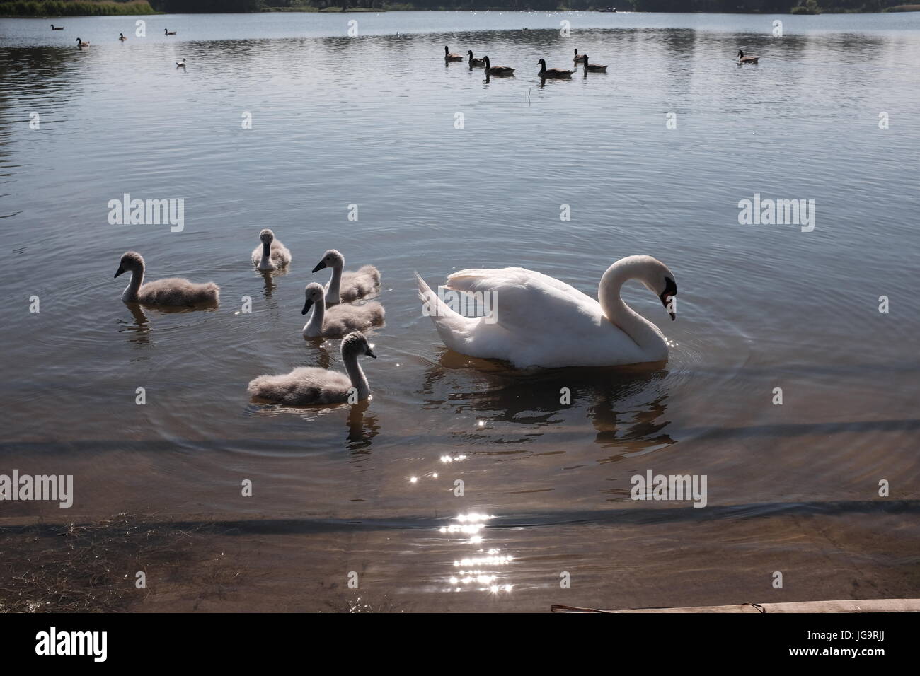 Thorpeness Suffolk REGNO UNITO Giugno 2017 -cigni e cygnets Thorpeness Meare lago nautica fotografia scattata da Simon Dack Foto Stock