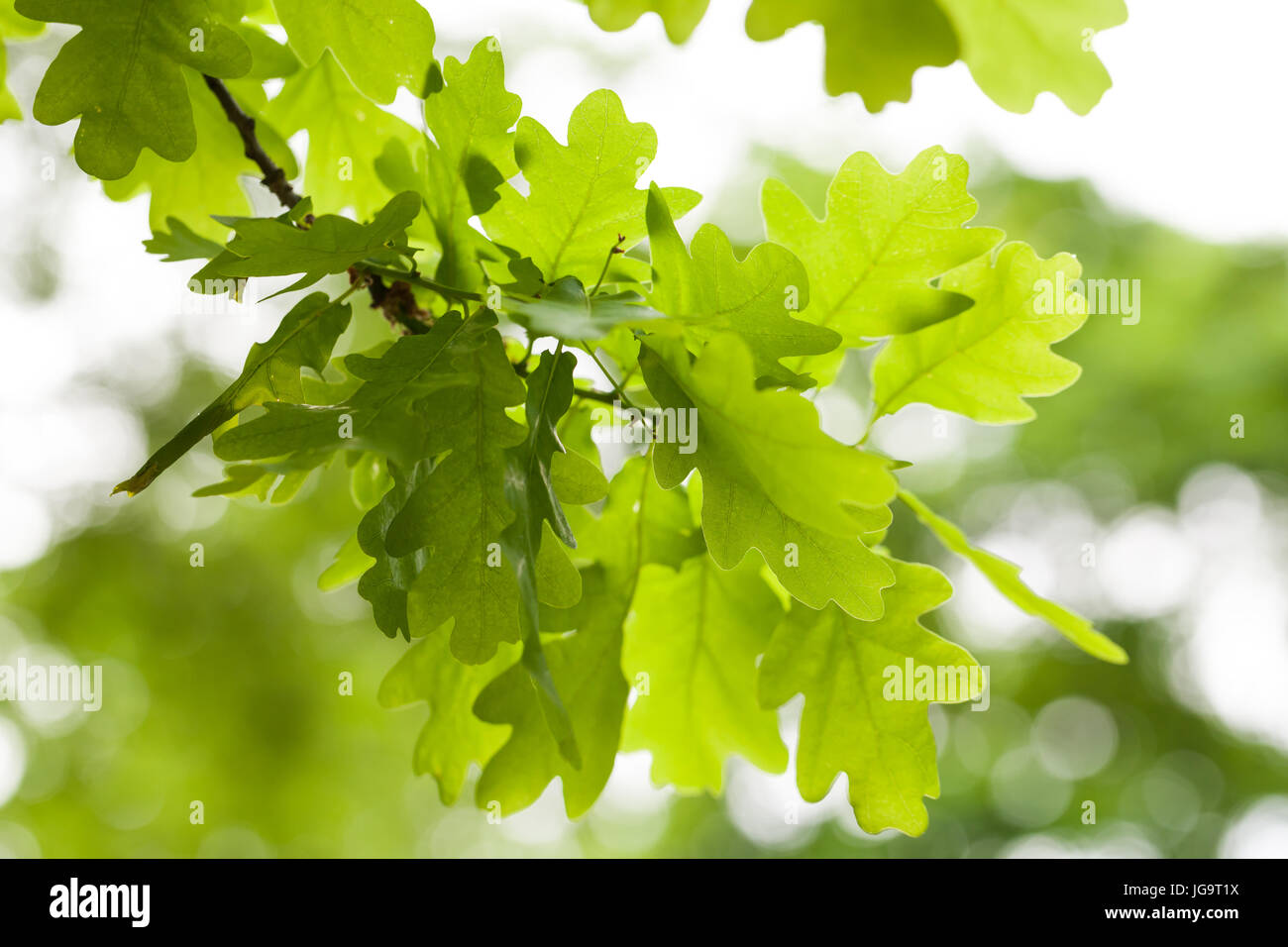 Fresco verde quercia lascia su sfondo bianco. Natural close-up foto verticale con il fuoco selettivo Foto Stock