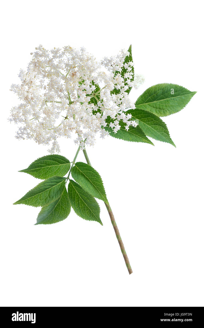 Il sambuco fiori su sfondo bianco Foto Stock