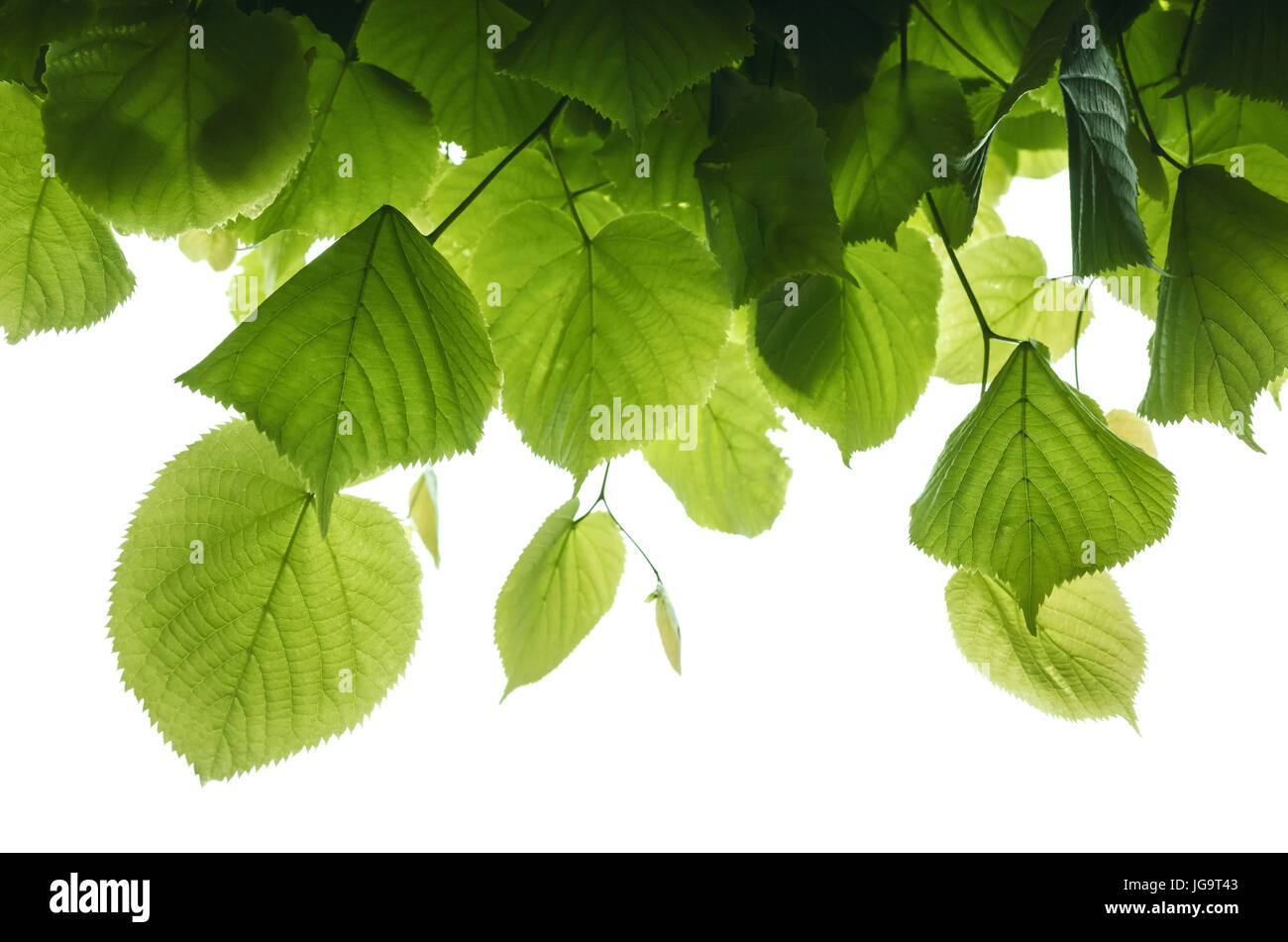 Fresco verde foglie su sfondo bianco. Natural foto macro con il fuoco selettivo Foto Stock