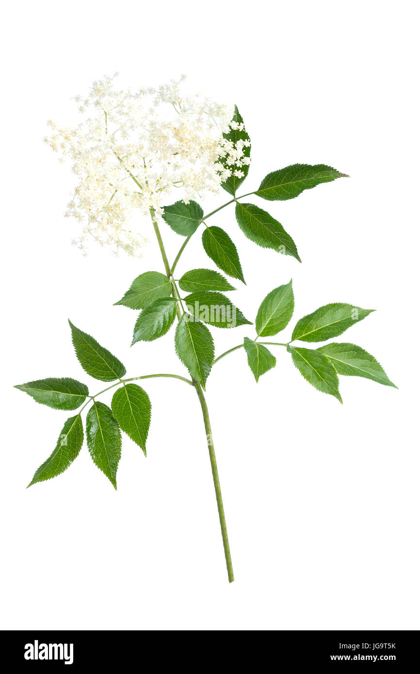 Il sambuco fiori su sfondo bianco Foto Stock