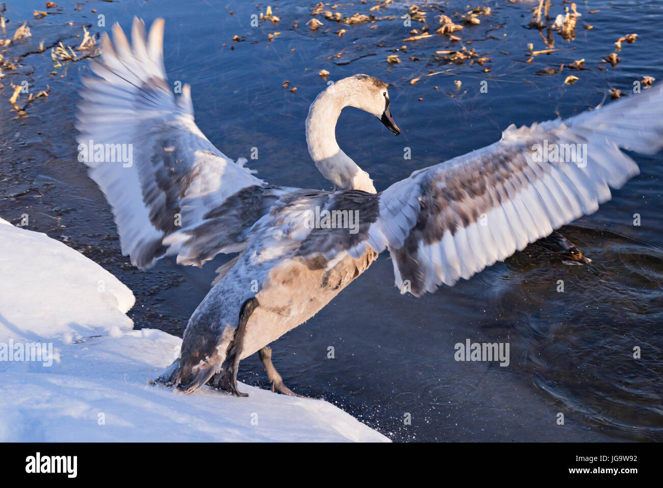 Un cigno selvatico in posa di combattimento Foto Stock Un cigno selvatico in posa di combattimento Foto Stock