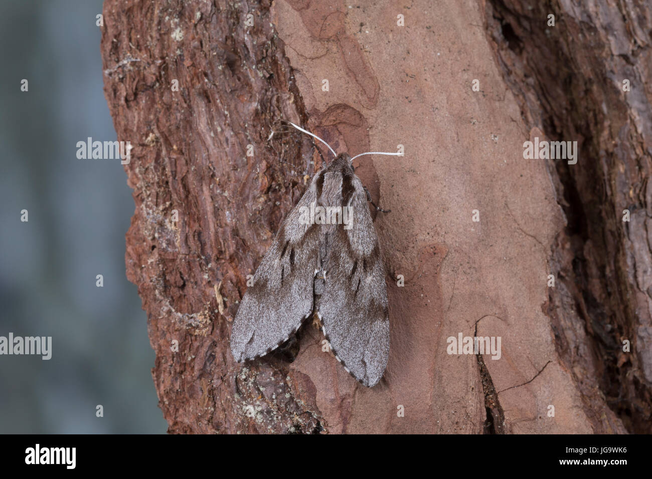 Kiefernschwärmer, Kiefern-Schwärmer, Tannenpfeil, Hyloicus pinastri, Sphinx pinastri, pino hawkmoth, pino hawk-moth, Le Sphinx du Pin, Schwärmer, Sphi Foto Stock