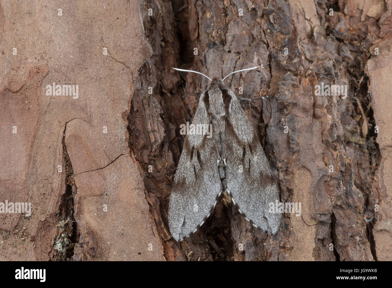 Kiefernschwärmer, Kiefern-Schwärmer, Tannenpfeil, Hyloicus pinastri, Sphinx pinastri, pino hawkmoth, pino hawk-moth, Le Sphinx du Pin, Schwärmer, Sphi Foto Stock