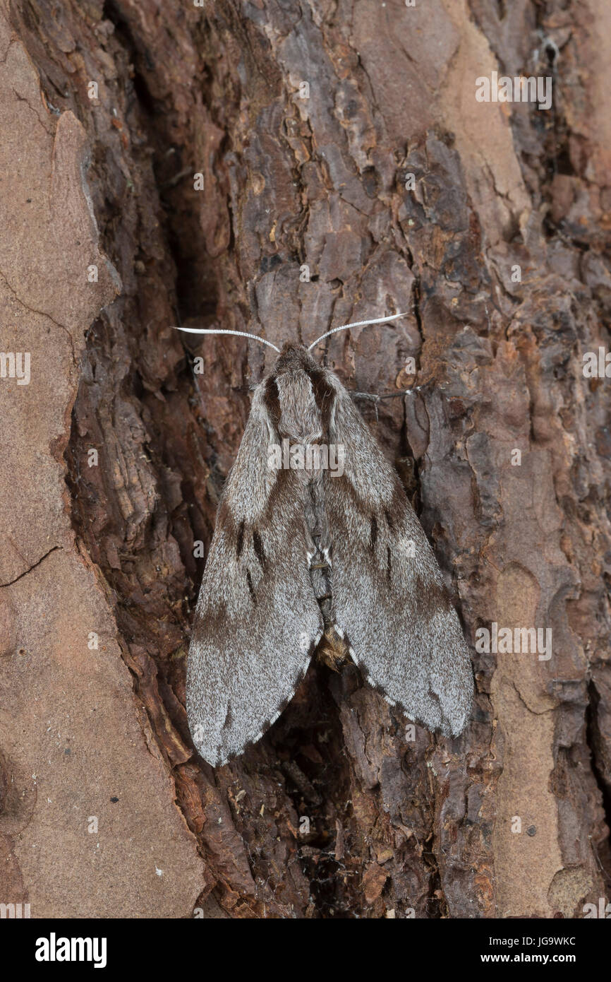 Kiefernschwärmer, Kiefern-Schwärmer, Tannenpfeil, Hyloicus pinastri, Sphinx pinastri, pino hawkmoth, pino hawk-moth, Le Sphinx du Pin, Schwärmer, Sphi Foto Stock