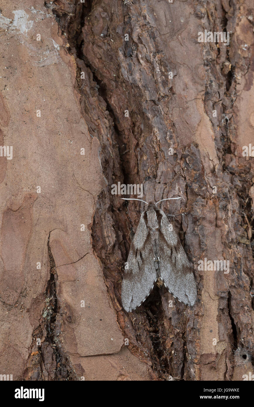 Kiefernschwärmer, Kiefern-Schwärmer, Tannenpfeil, Hyloicus pinastri, Sphinx pinastri, pino hawkmoth, pino hawk-moth, Le Sphinx du Pin, Schwärmer, Sphi Foto Stock