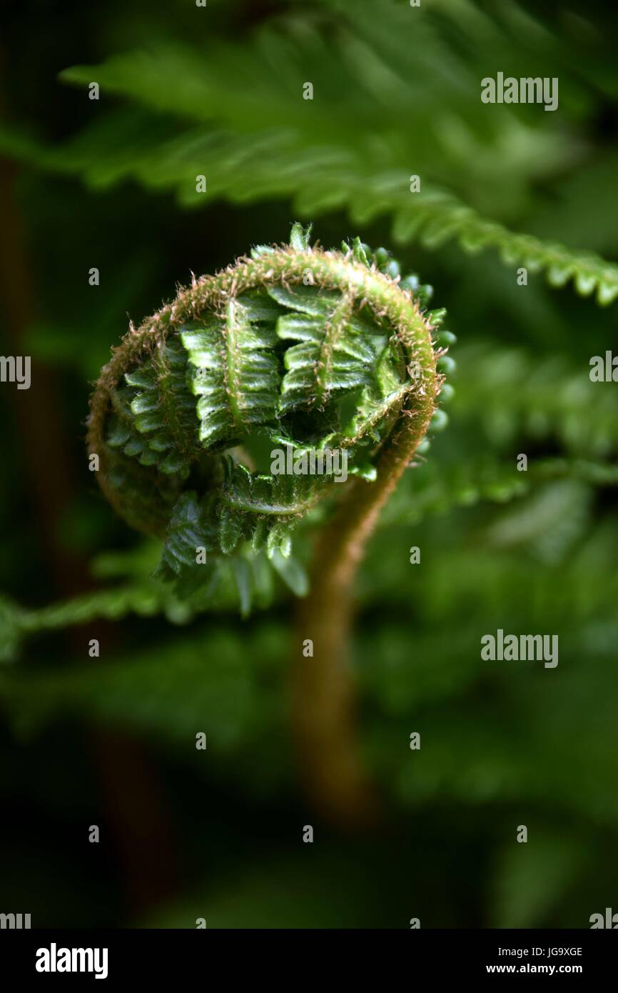 La felce lo svolgimento di una giovane frond, close up di una felce, frond in primavera Foto Stock