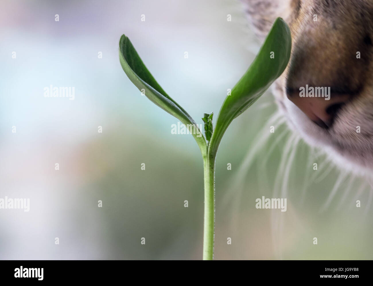 Primo piano di un gatto naso sniffing un giovane la germogliazione bellissima pianta verde, con fuori fuoco sfondo Foto Stock