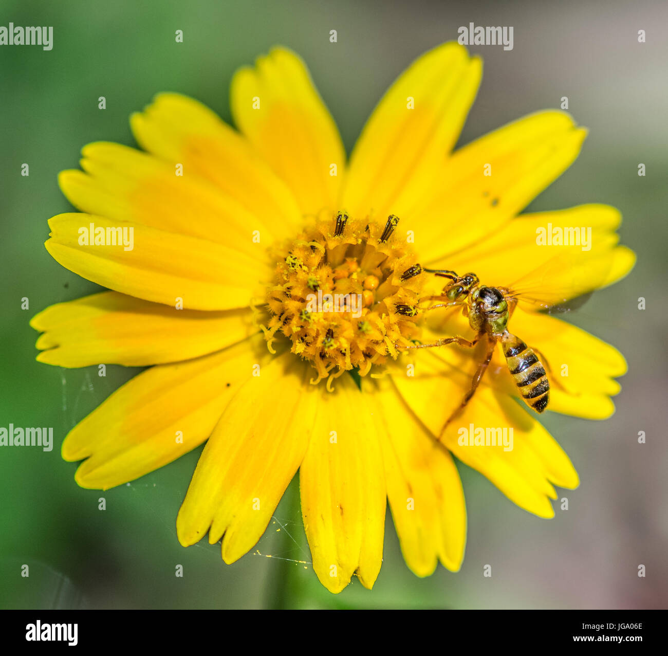 Piccolo wasp bee alimentazione su un giallo e fiore di arancia macro closeup Foto Stock