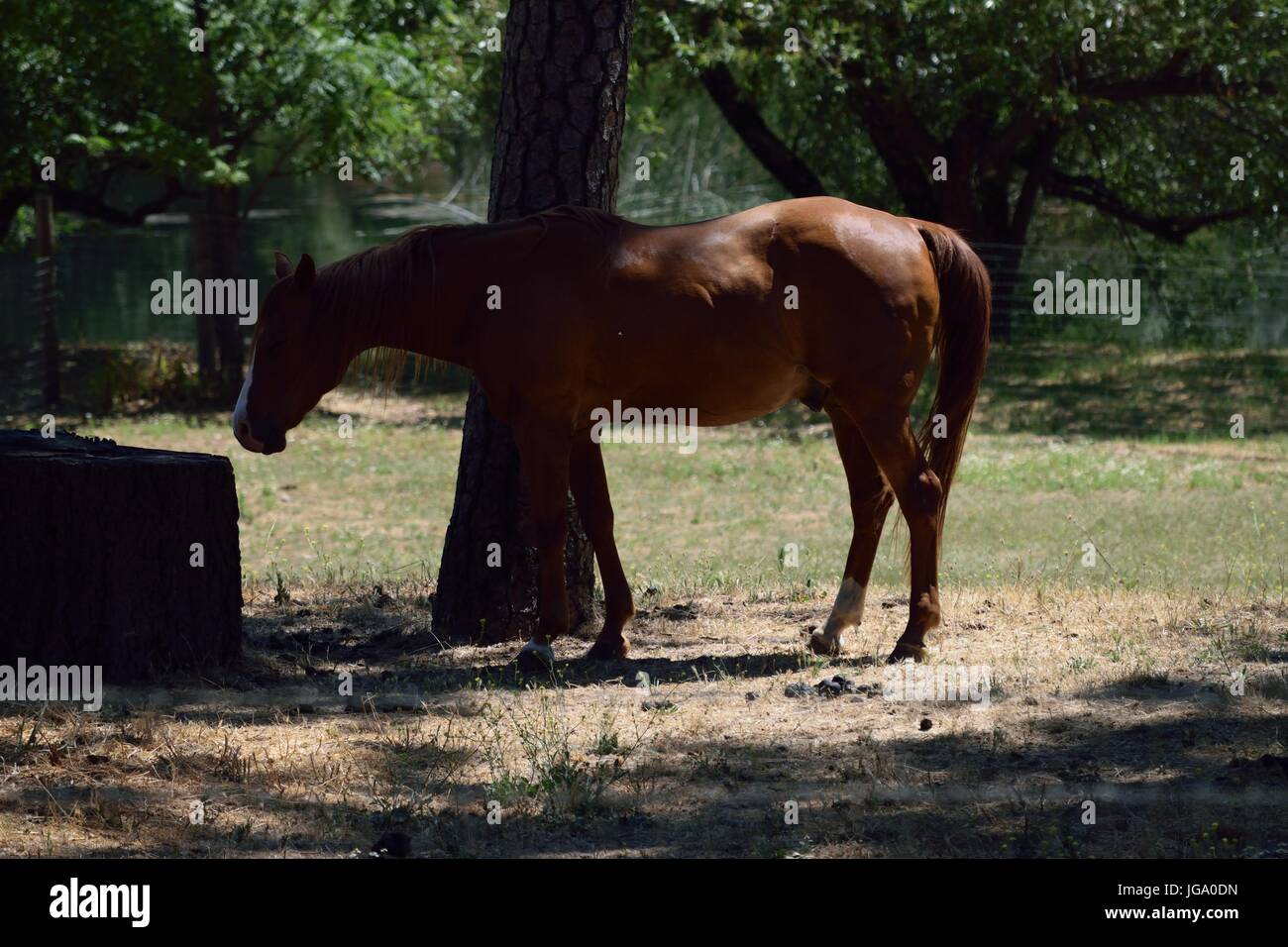 Un cavallo gode del sole nella Napa Valley, California Foto Stock