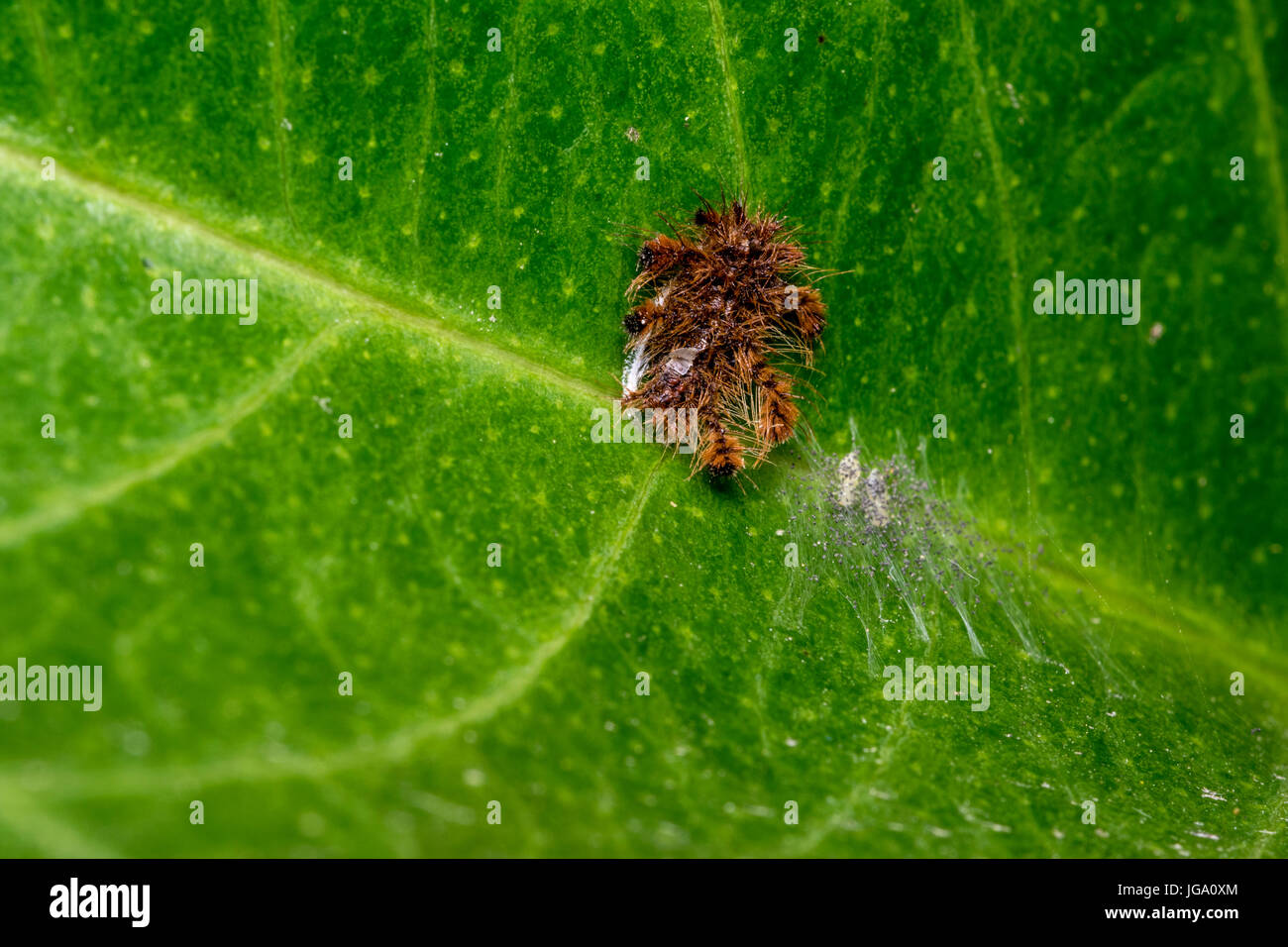 Brown hairy caterpillar su una foglia Foto Stock